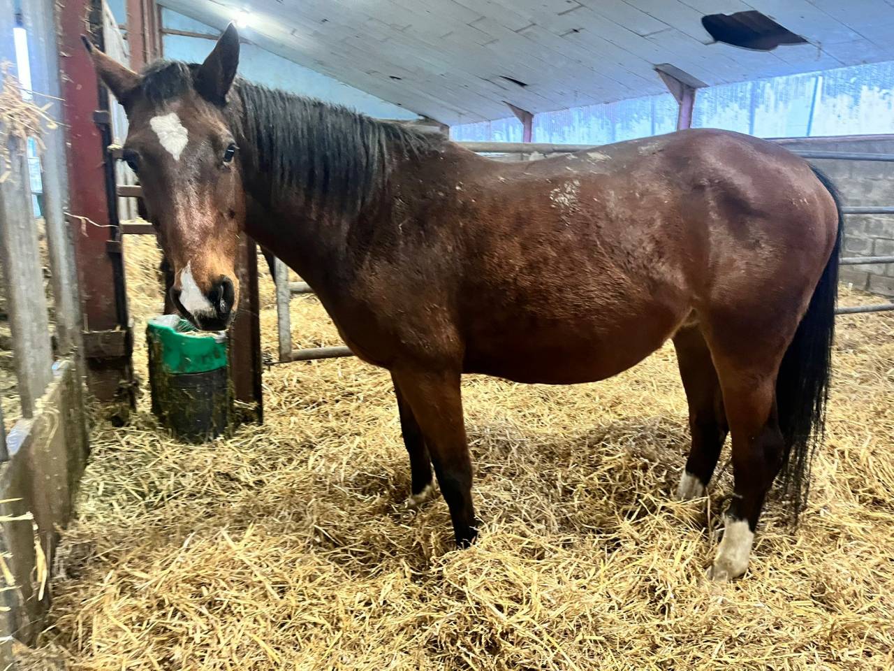 Jument de loisir ou m&egrave;re porteuse