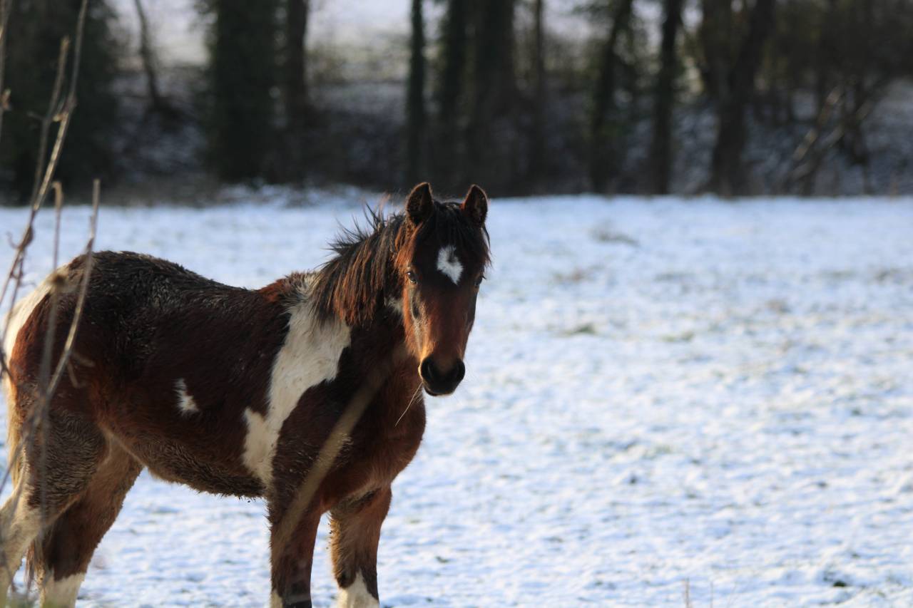 POULICHE PIE POUR SPORT ET &Eacute;LEVAGE