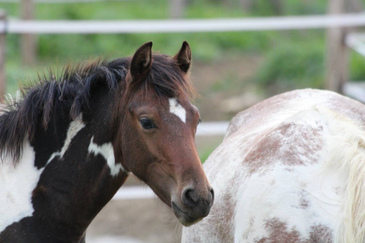 POULICHE PIE POUR SPORT ET &Eacute;LEVAGE