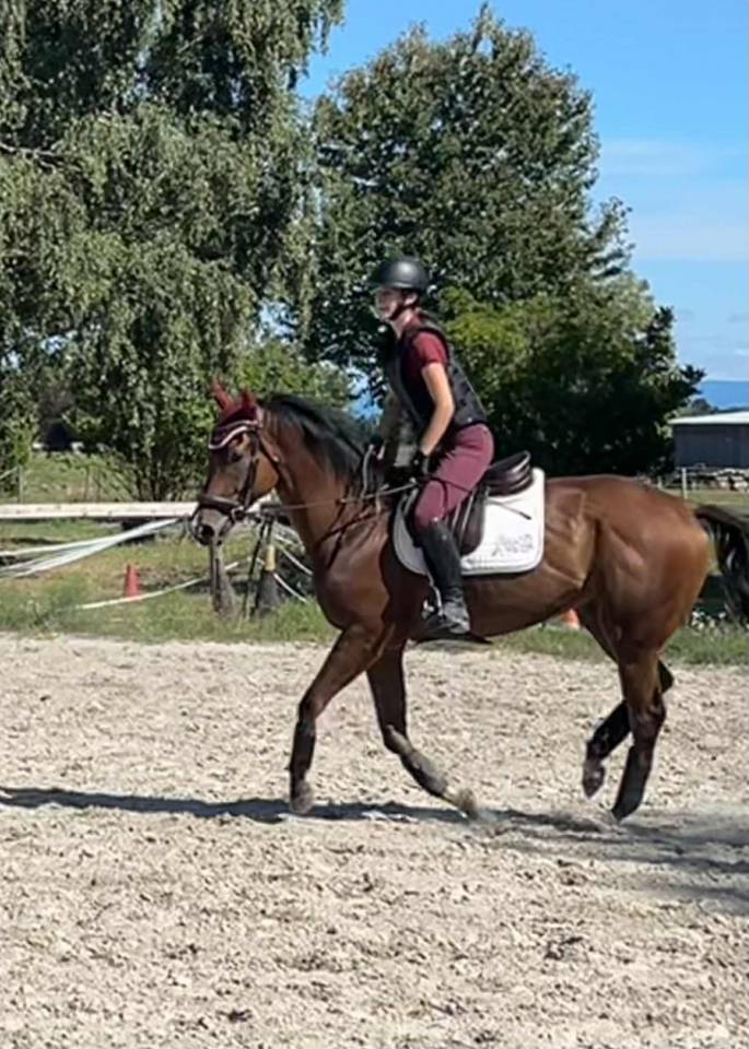 Adorable cheval 4 ans Polyvalent G4