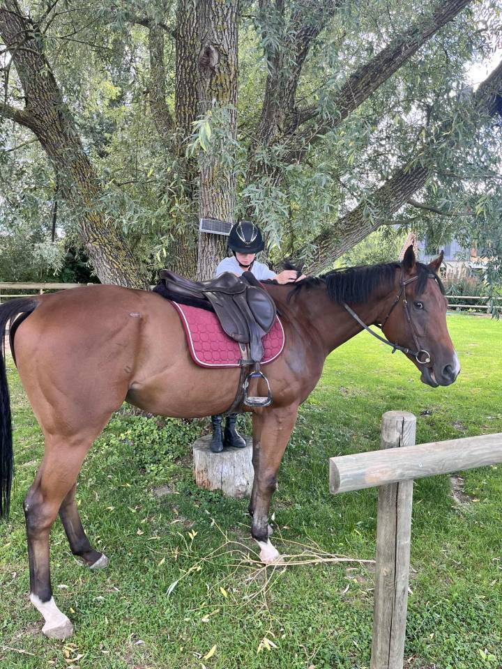 Adorable cheval 4 ans Polyvalent G4