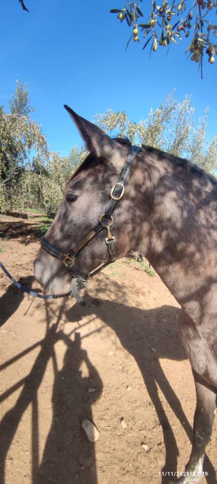 A vendre pouliche PRE de bient&ocirc;t 2 ans