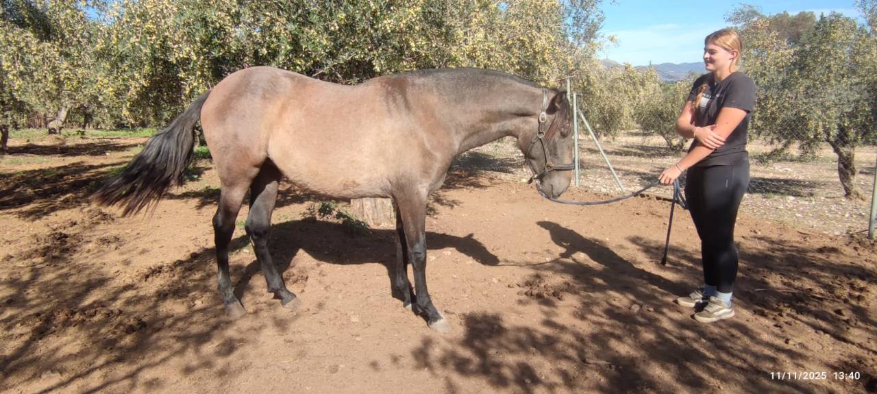 A vendre pouliche PRE de bient&ocirc;t 2 ans