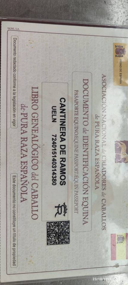 A vendre pouliche PRE de bient&ocirc;t 2 ans