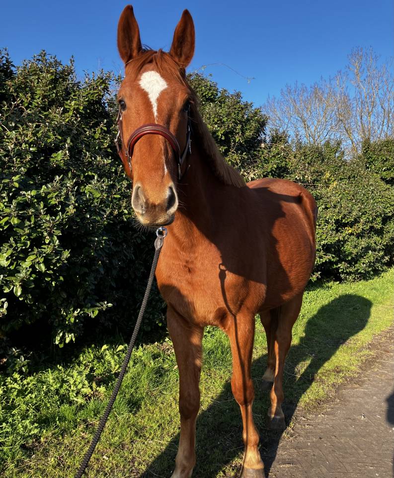 Hongre selle fran&ccedil;ais CSO