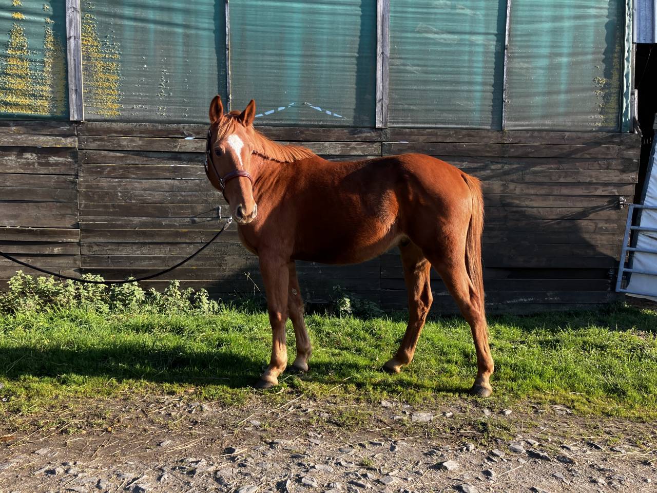 Selle fran&ccedil;ais 4ans CSO