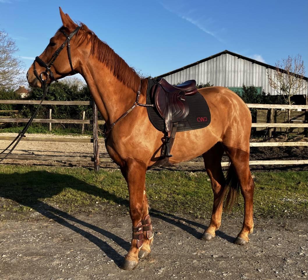 Selle fran&ccedil;ais 4ans CSO