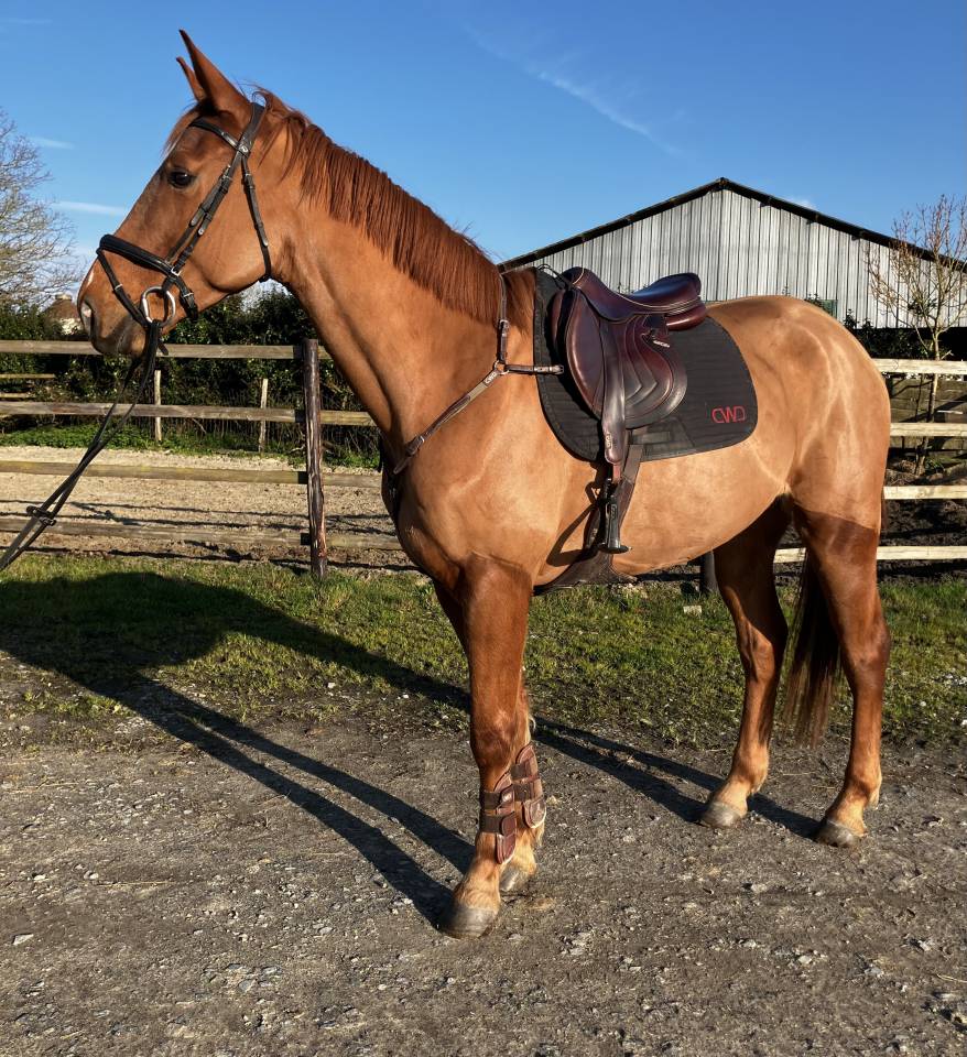 Selle fran&ccedil;ais 4ans CSO