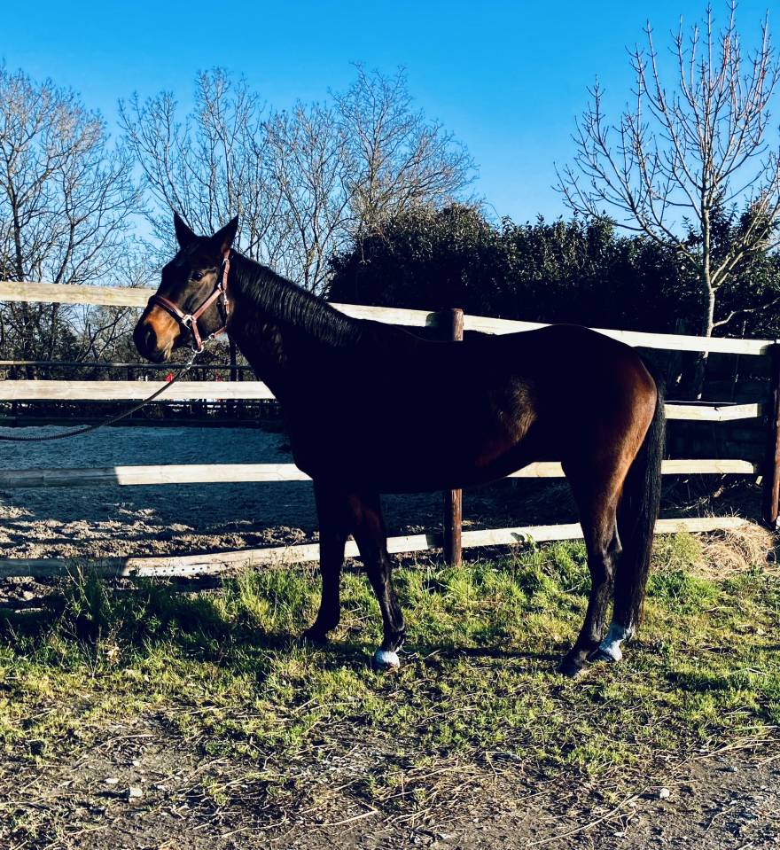 Jolie jument selle fran&ccedil;ais cso hunter