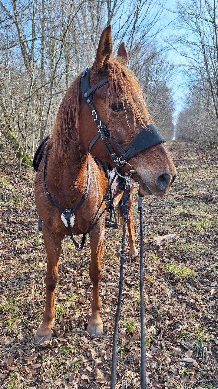 Jolie petite jument de loisir/randonn&eacute;e 10ans &agrave; vendre 