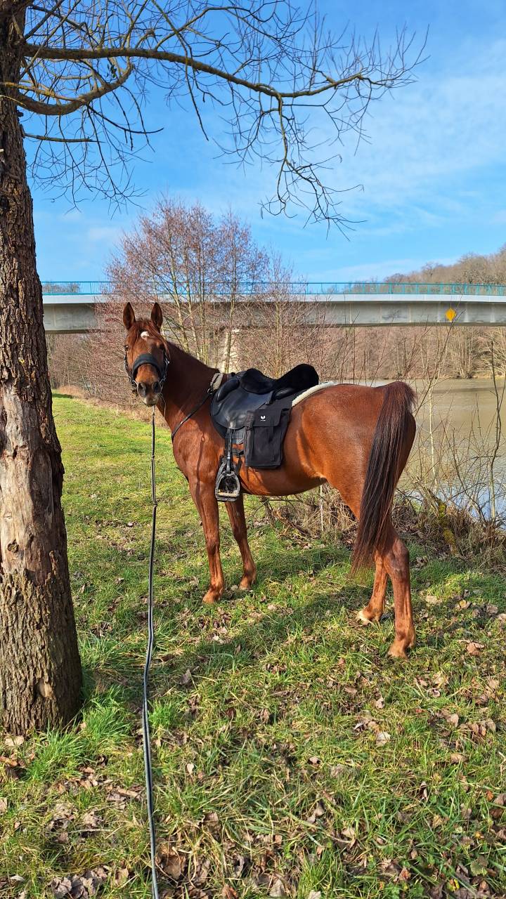 Jolie petite jument de loisir/randonn&eacute;e 10ans &agrave; vendre 