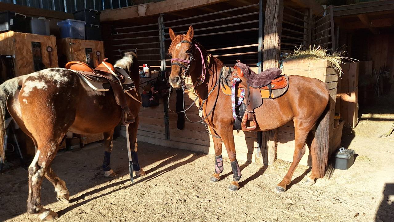 Jolie petite jument de loisir/randonn&eacute;e 10ans &agrave; vendre 