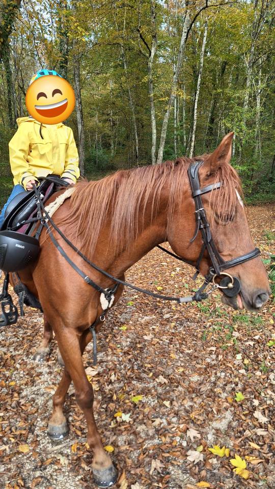 Jolie petite jument de loisir/randonn&eacute;e 10ans &agrave; vendre 