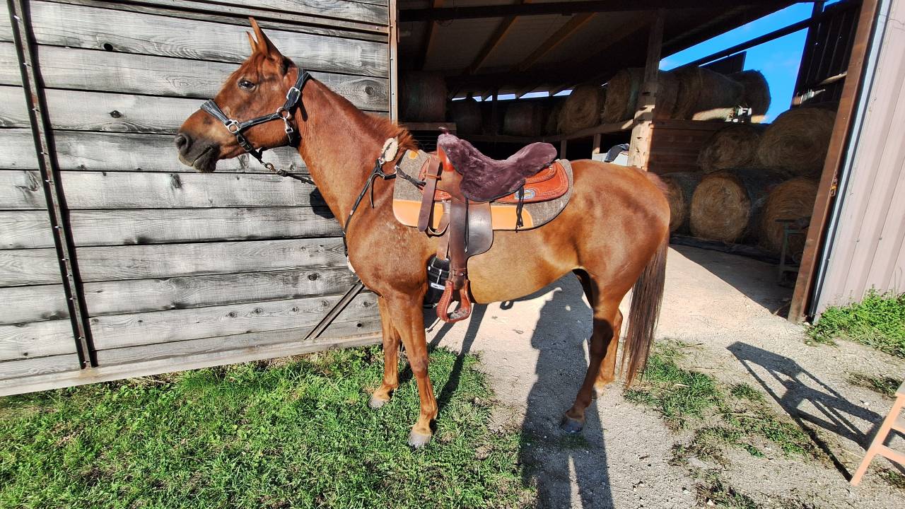 Jolie petite jument de loisir/randonn&eacute;e 10ans &agrave; vendre 