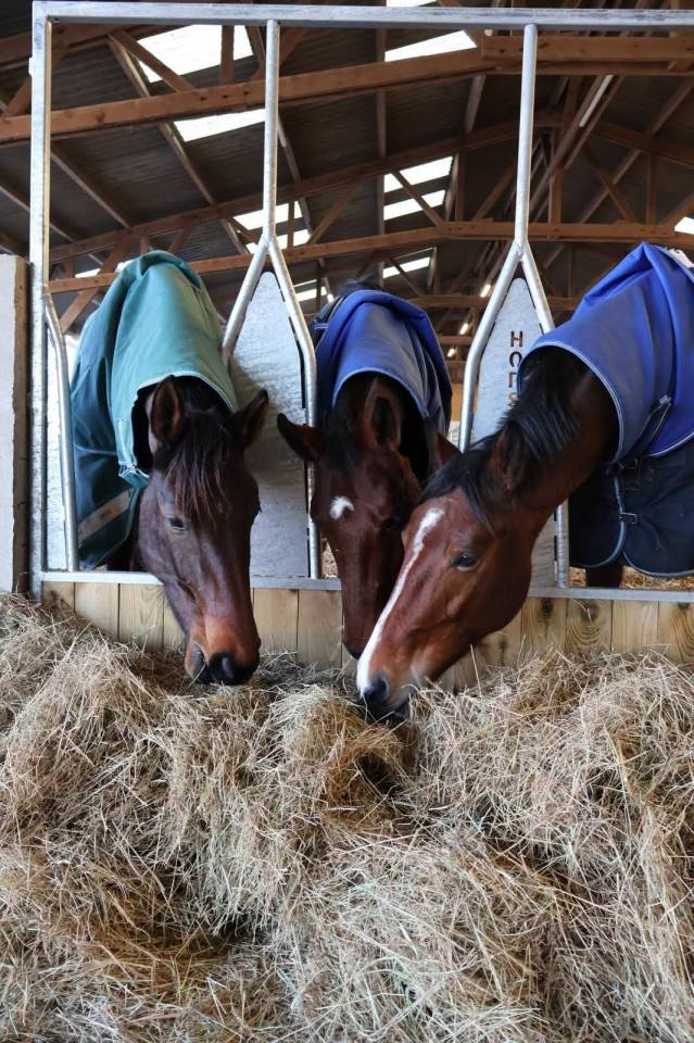 Pension cheval / poney &eacute;curie de sport dans l'Eure 