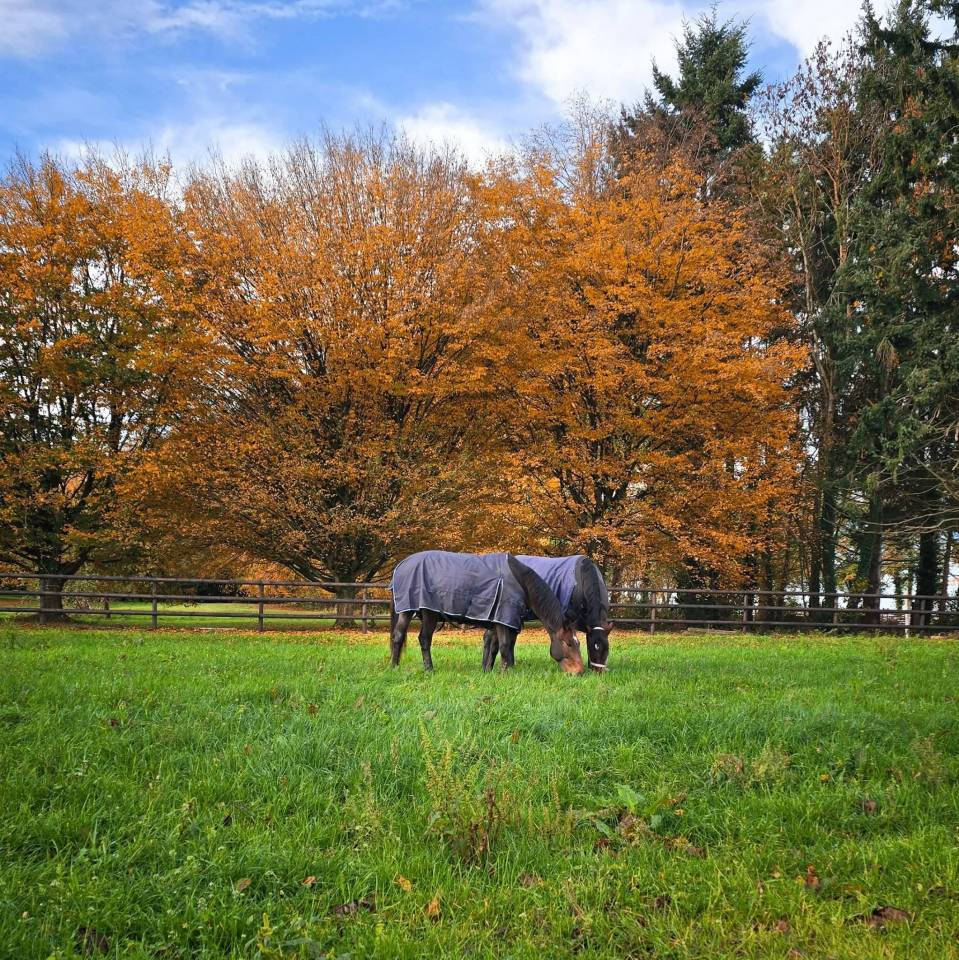 Pension cheval / poney &eacute;curie de sport dans l'Eure 