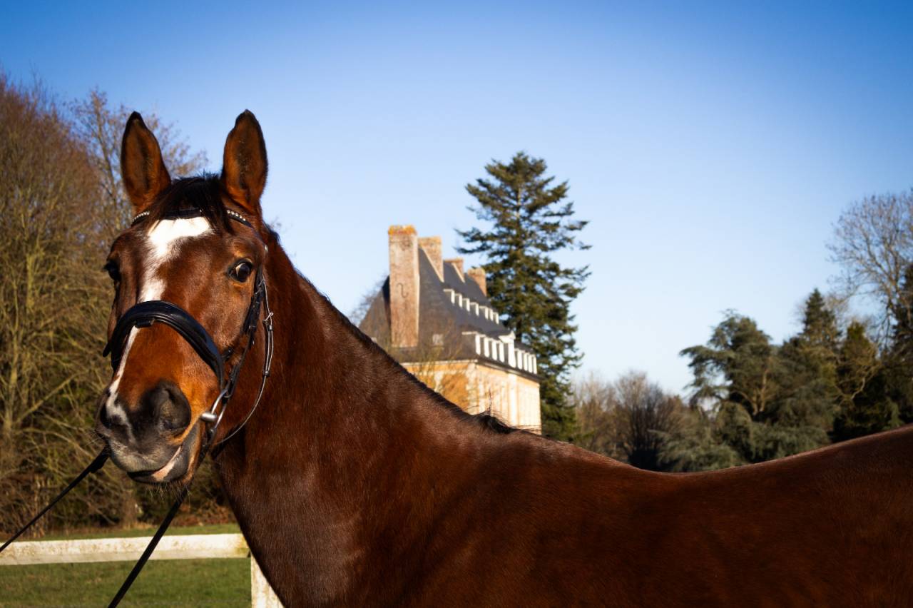 Hongre 5 ans CCE amateur 