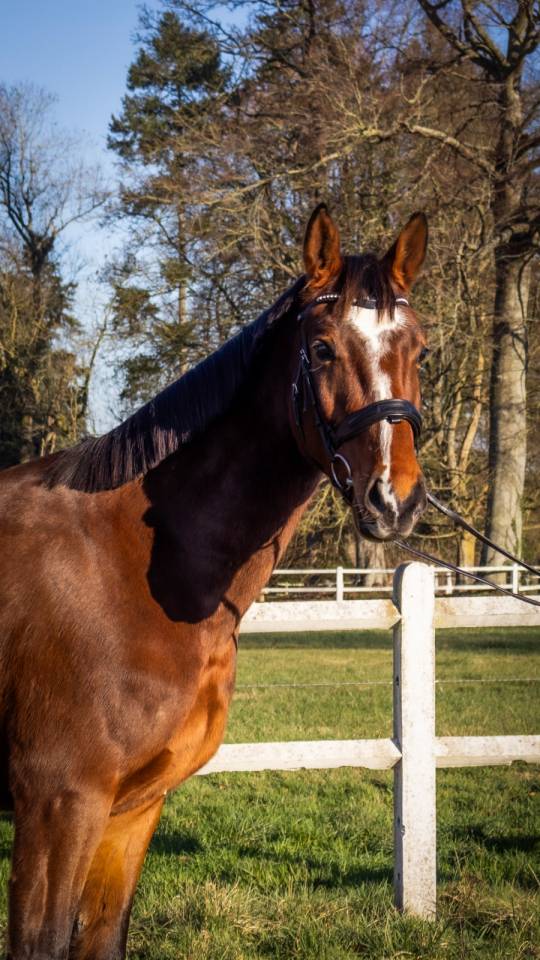 Hongre 5 ans CCE amateur 