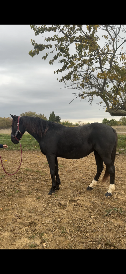 Jument 12 ans 