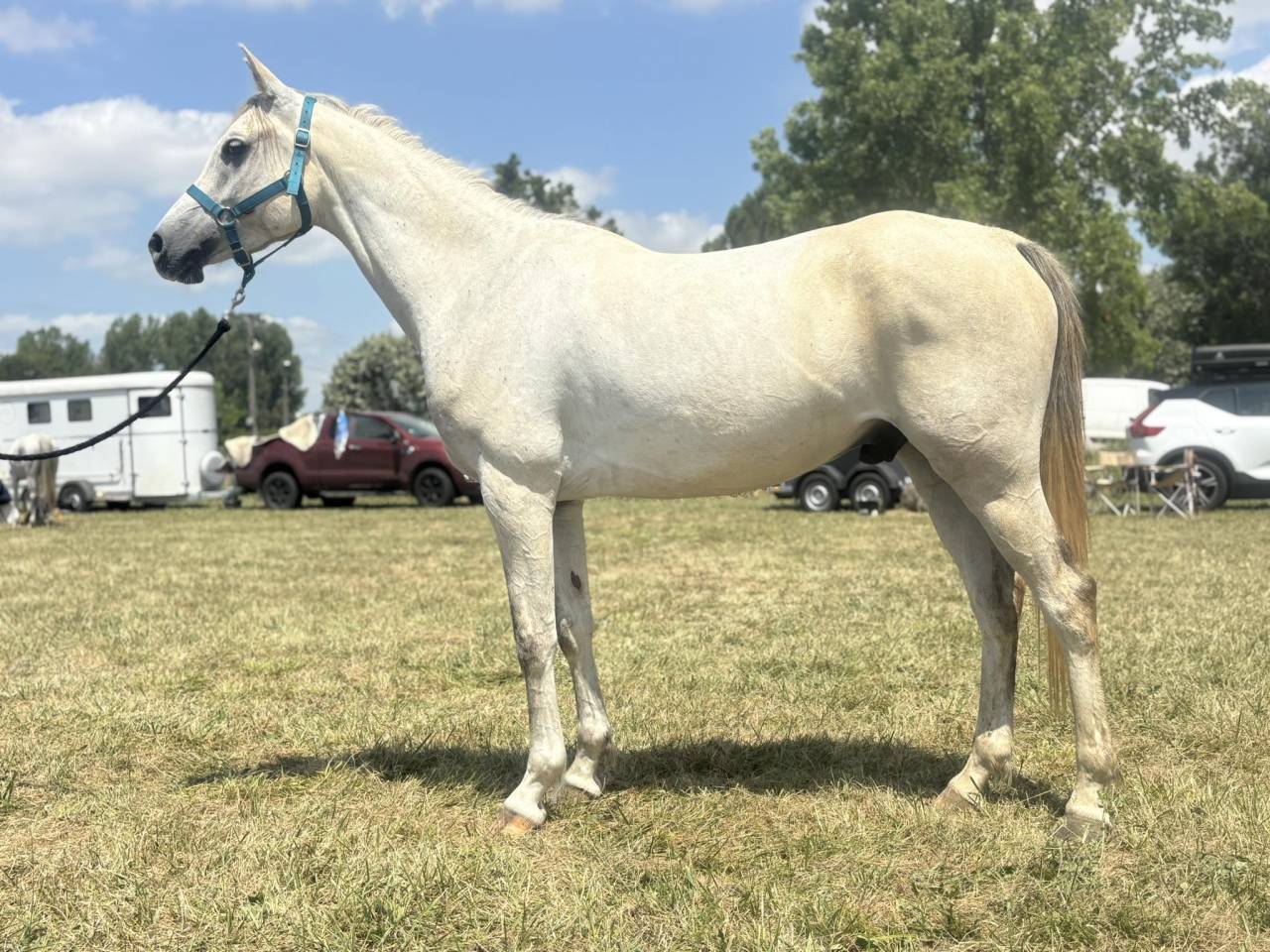 hongre pur sang arabe 6 ans