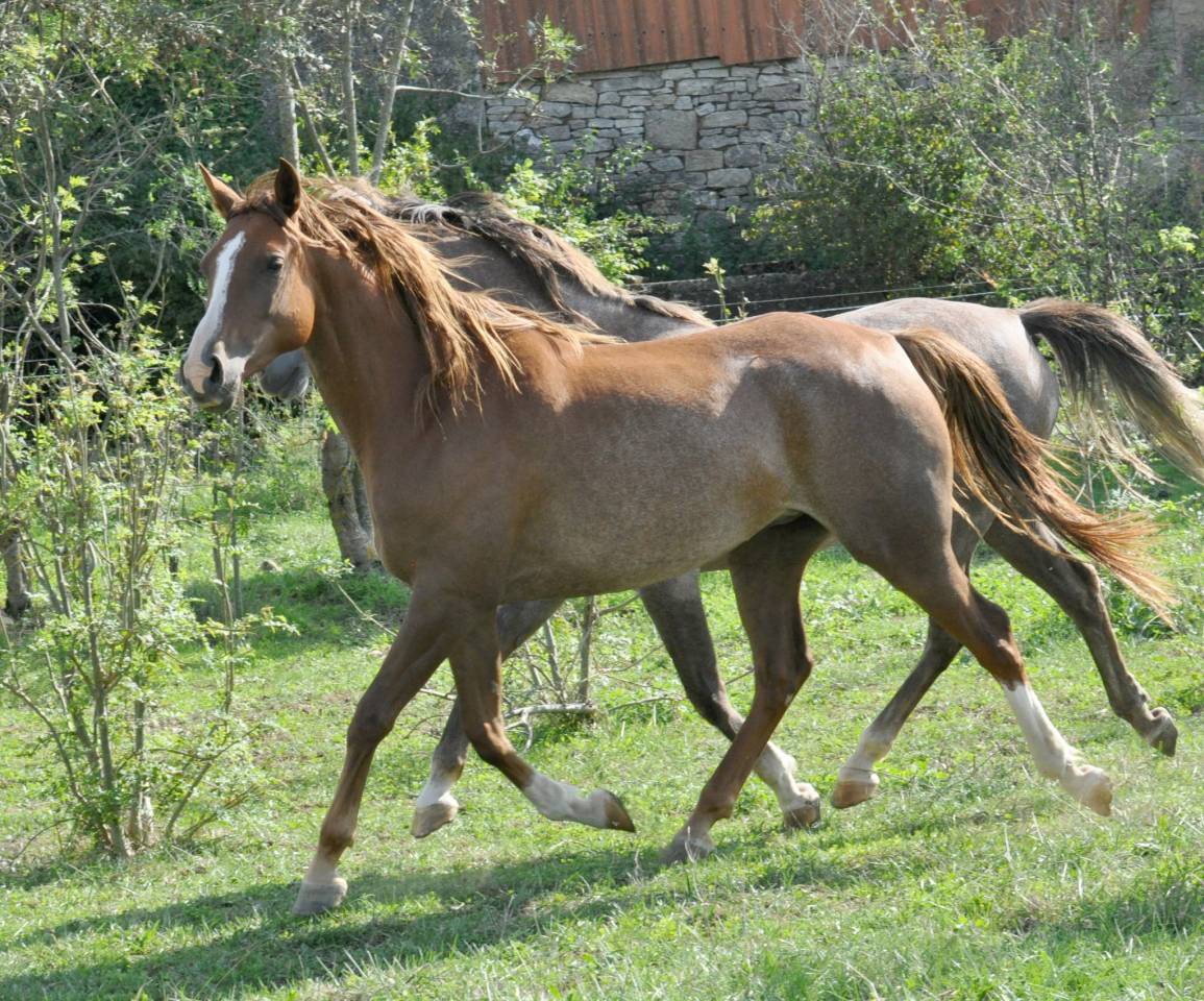 hongre pur sang arabe 6 ans