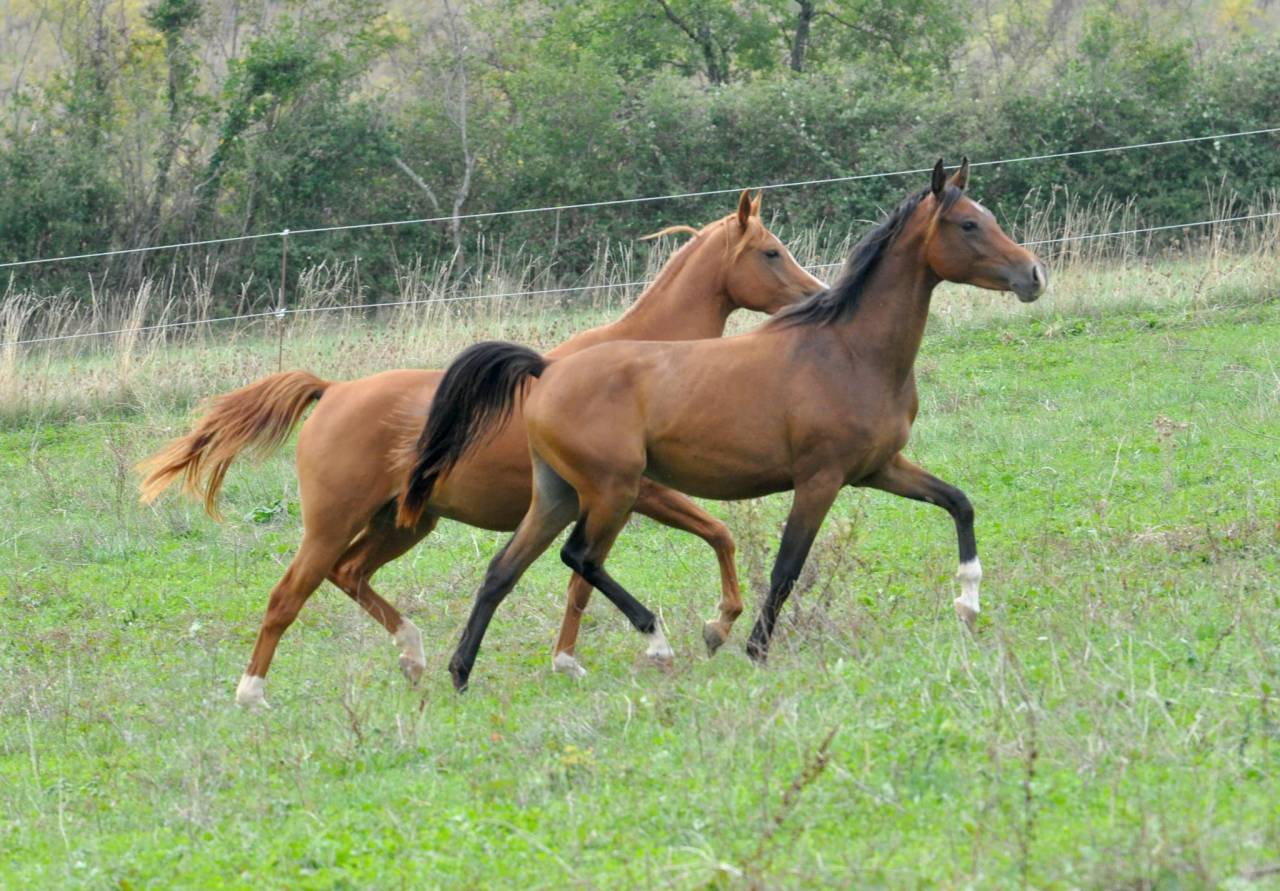 hongre pur sang arabe 6 ans