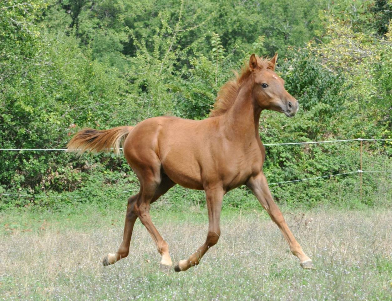 chevaux arabes et dsa