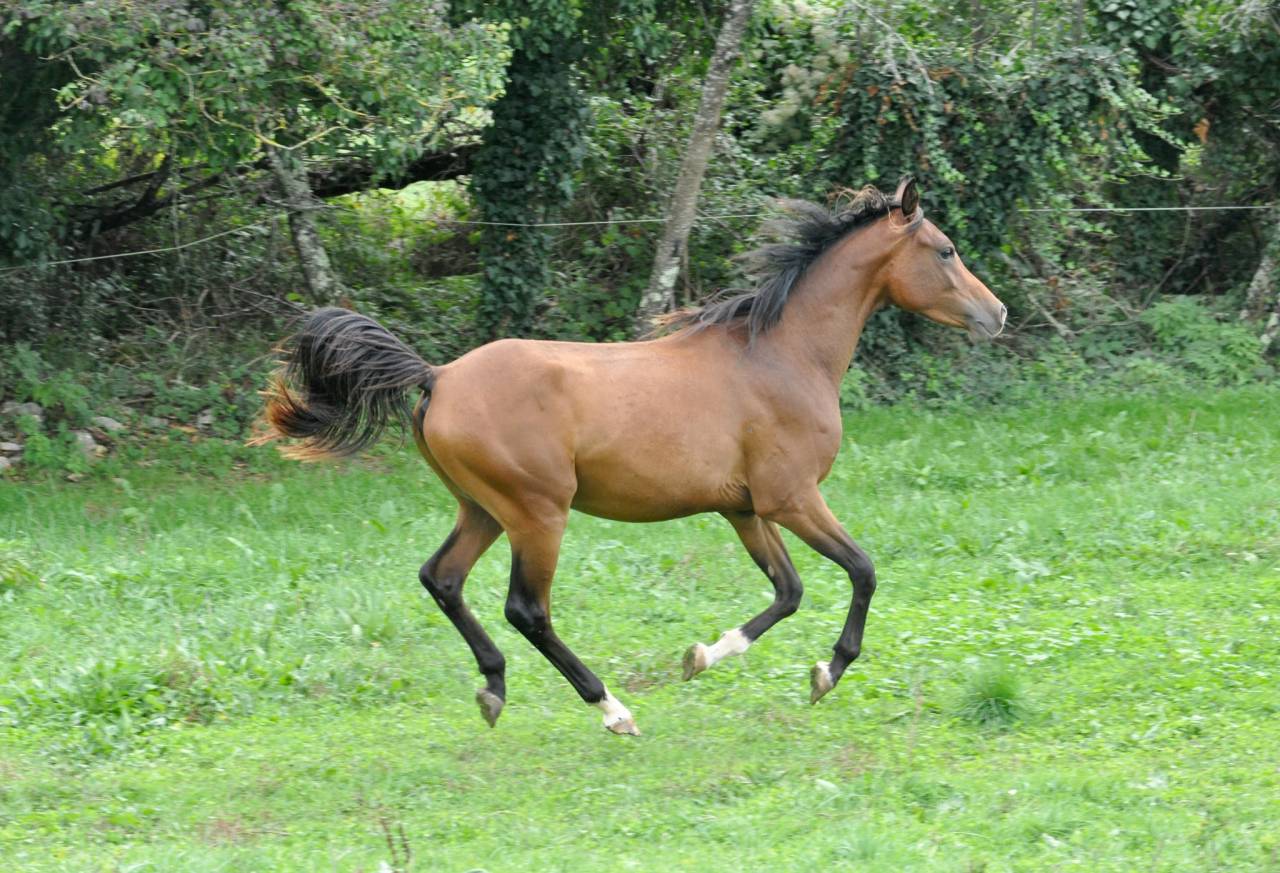 chevaux arabes et dsa