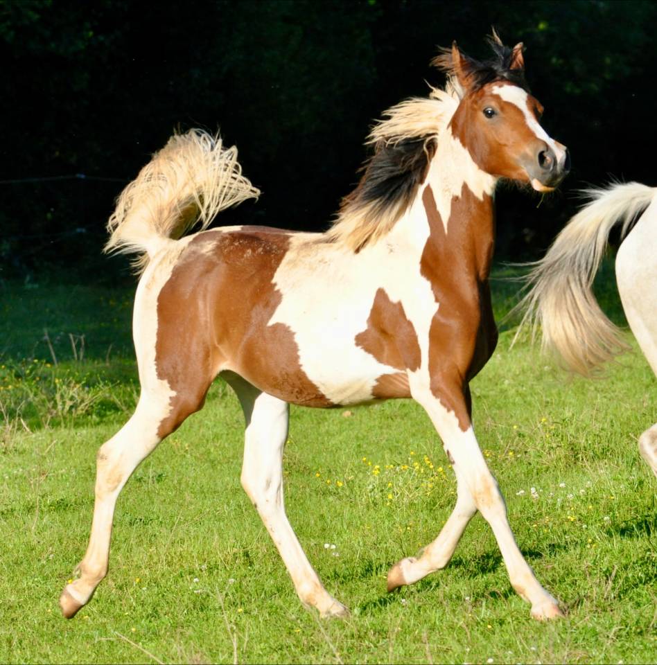 chevaux arabes et dsa