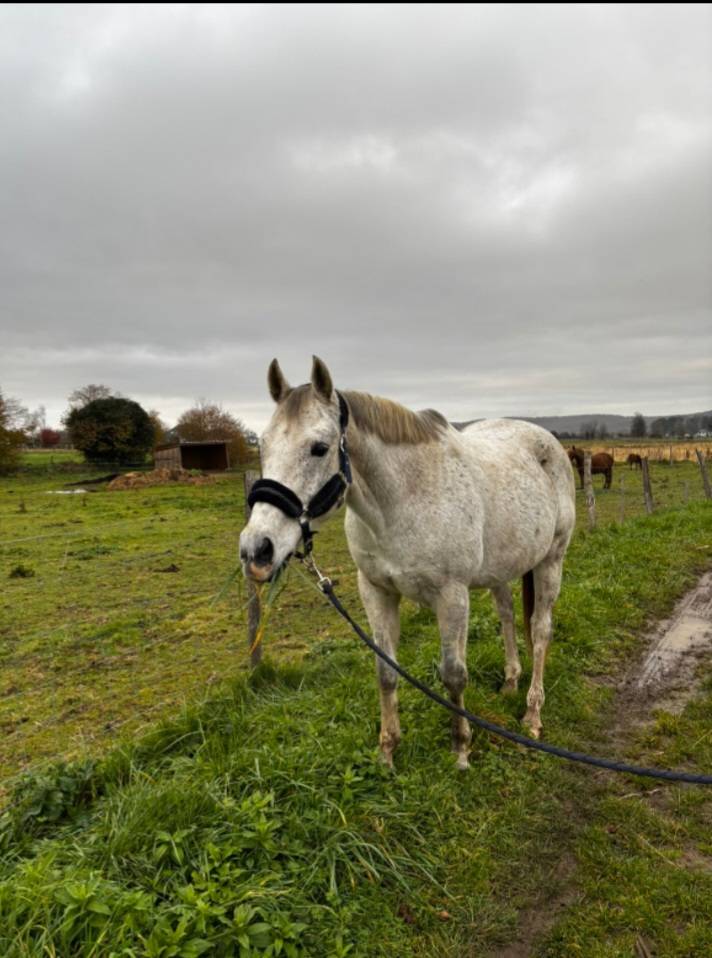 Pur sang r&eacute;form&eacute; 
