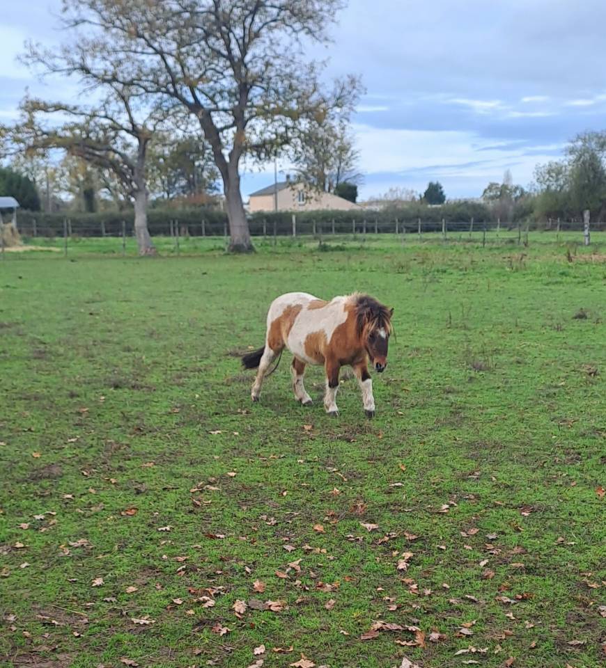 Vends ponette shetland de 3 ans