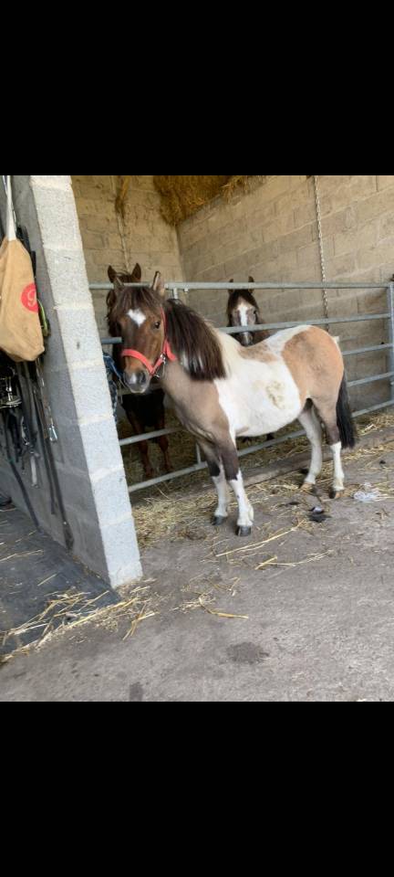 Vends ponette shetland de 3 ans