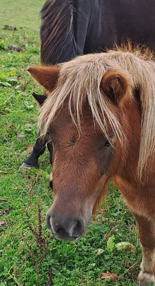 Vends ponette shetland de 3 ans