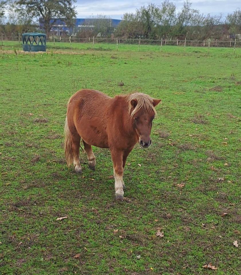 Vends ponette shetland de 3 ans