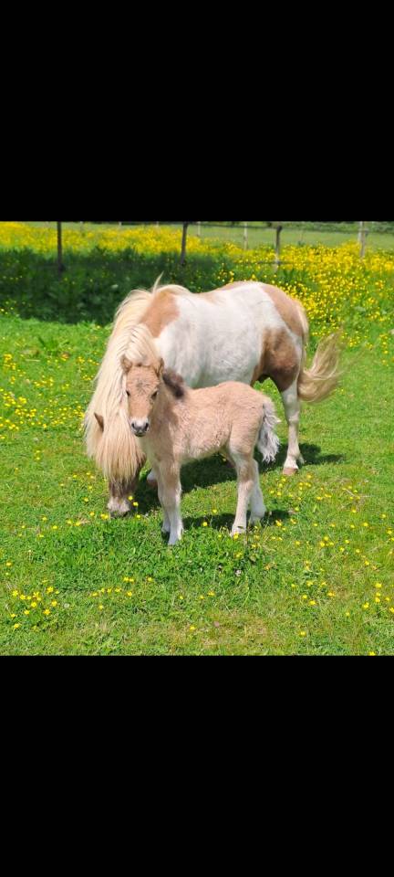 Vends ponette shetland n&eacute;e en 2025