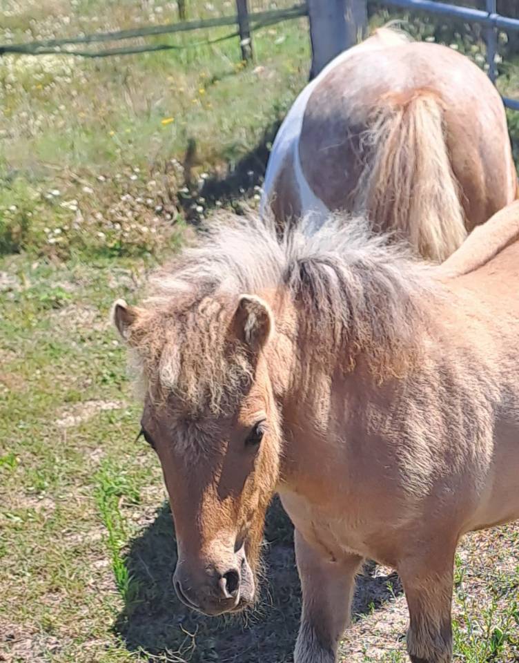 Vends ponette shetland n&eacute;e en 2025