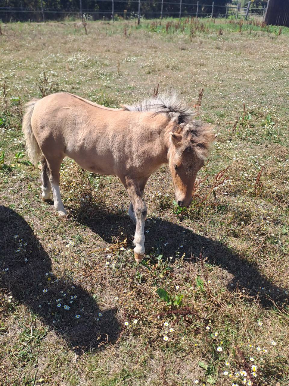 Vends ponette shetland n&eacute;e en 2025