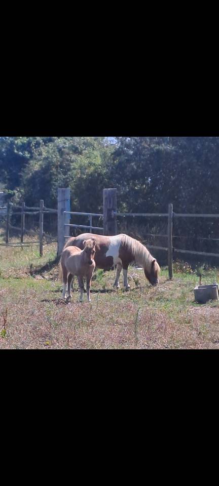 Vends ponette shetland n&eacute;e en 2025