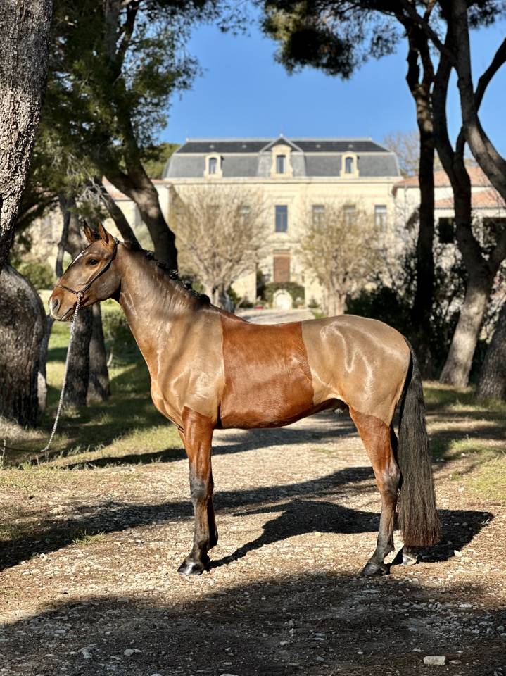 Hongre 5 ans Pur Race Lusitanien 