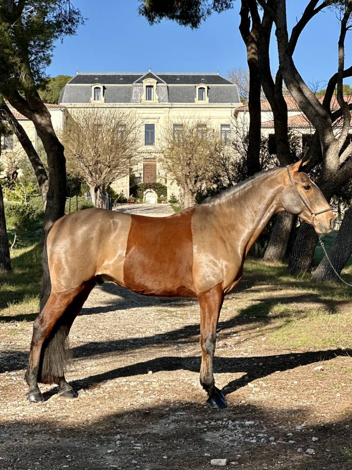 Hongre 5 ans Pur Race Lusitanien 