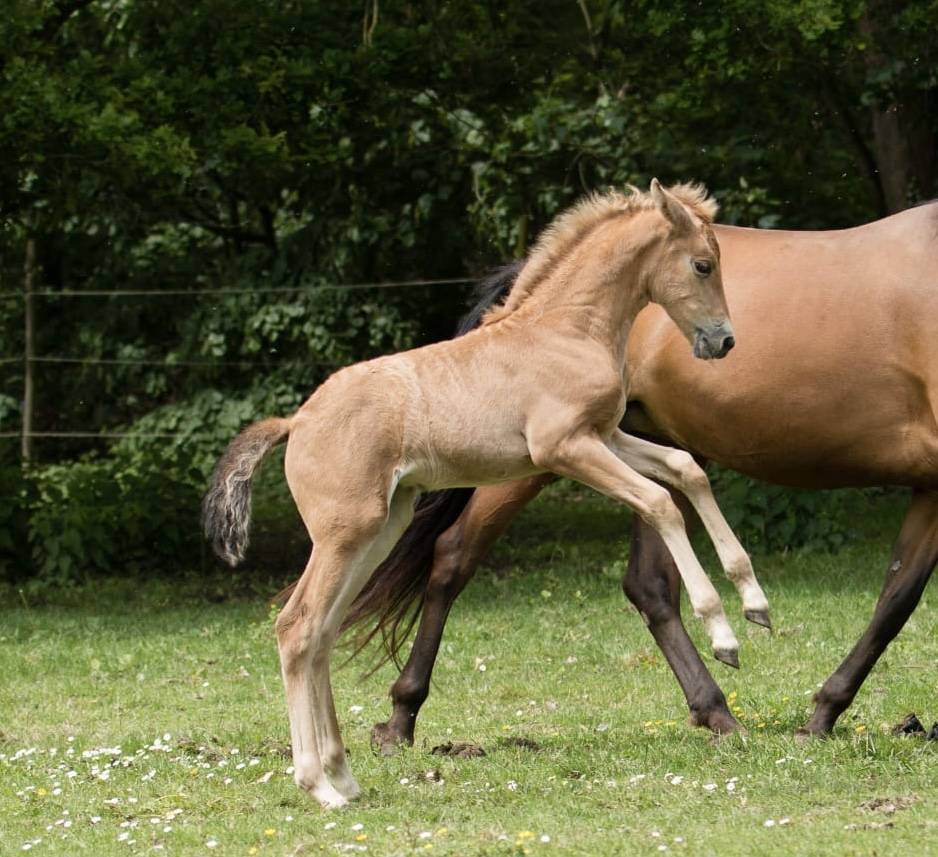 Poulains &aacute; reserver