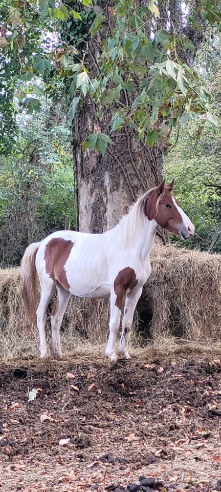 Pouliches PONC (2000 ET 1500)