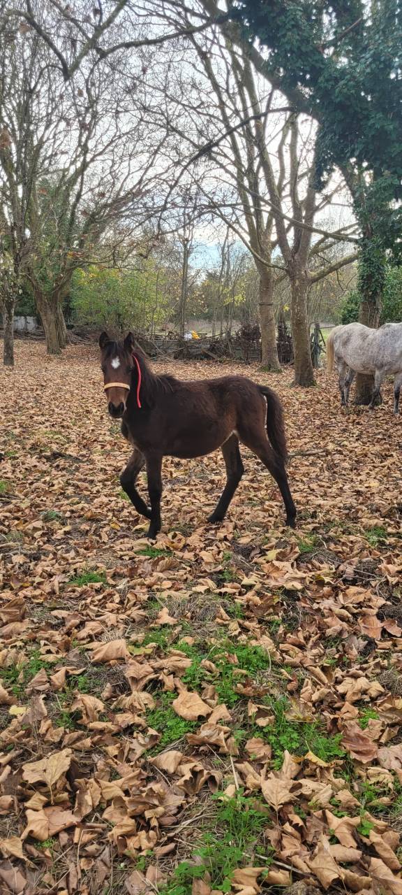 Pouliches PONC (2000 ET 1500)