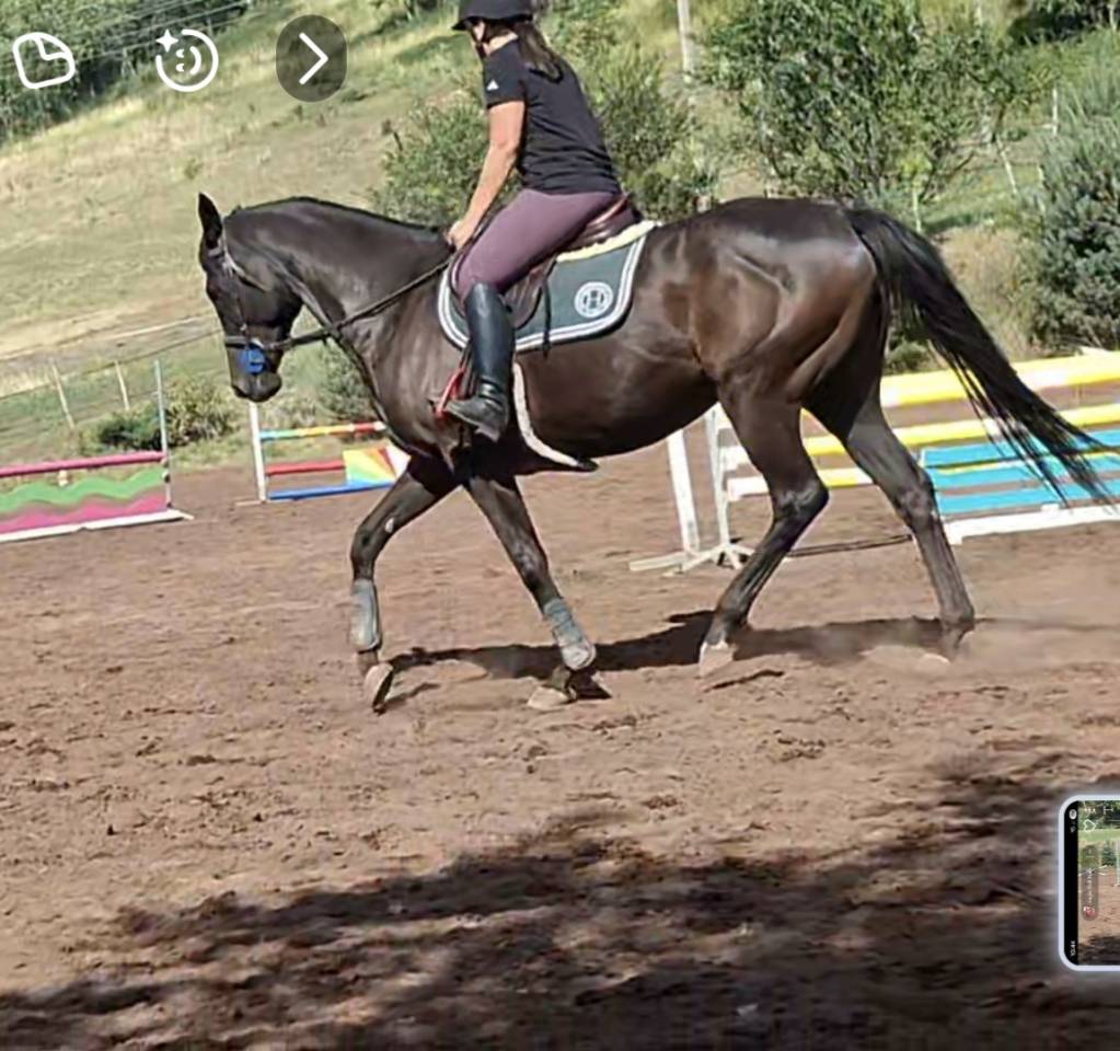 Irrisor - belle jument AQPS 7 ans