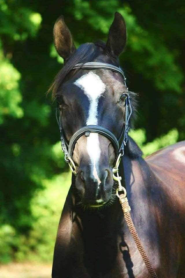 Hongre selle fran&ccedil;ais 