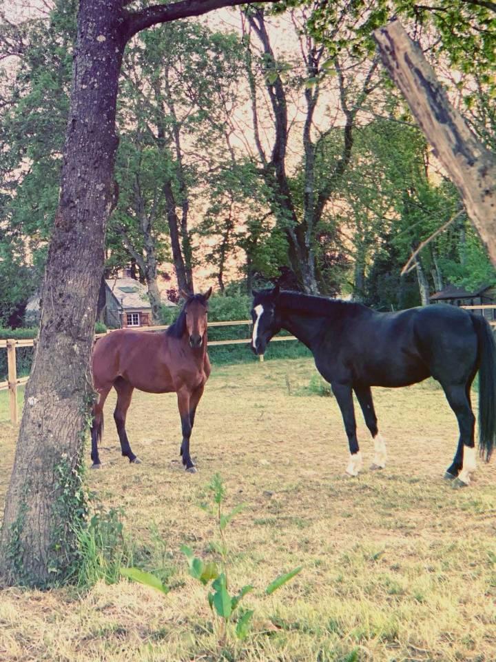 Hongre selle fran&ccedil;ais 