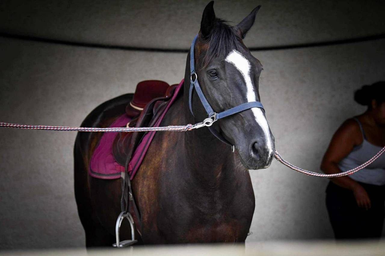 Hongre selle fran&ccedil;ais 