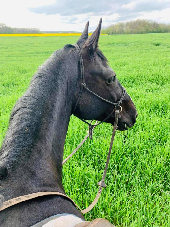 Hongre selle fran&ccedil;ais 