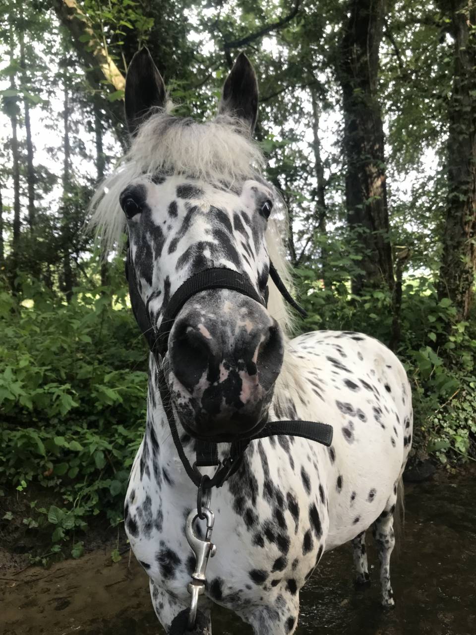 Demi pension ponette 