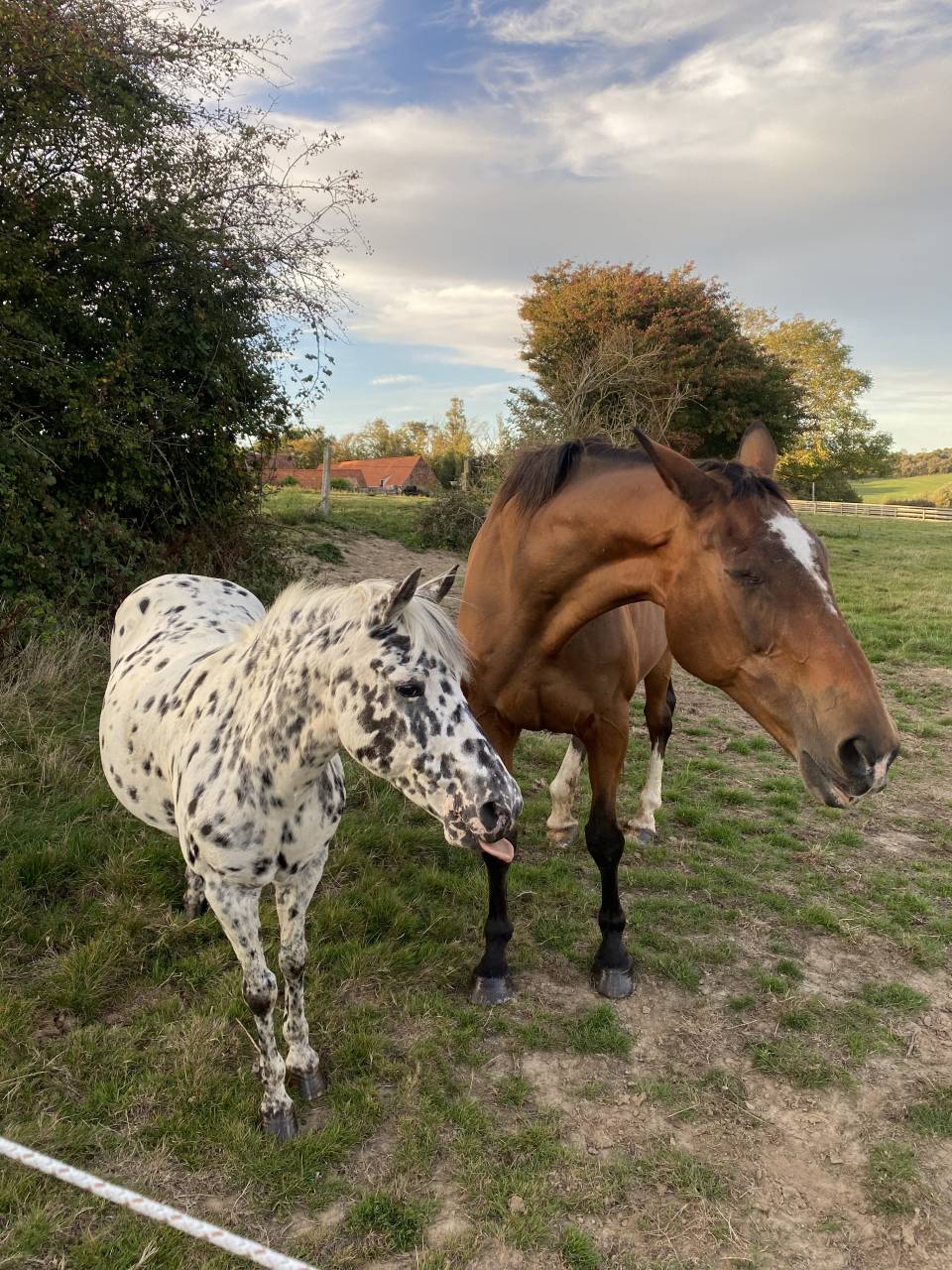 Demi pension ponette 